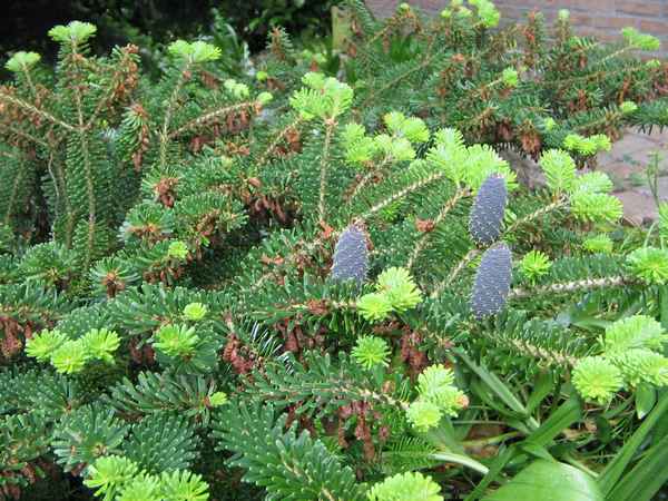 Описание пихты корейской Молли, её посадка и уход