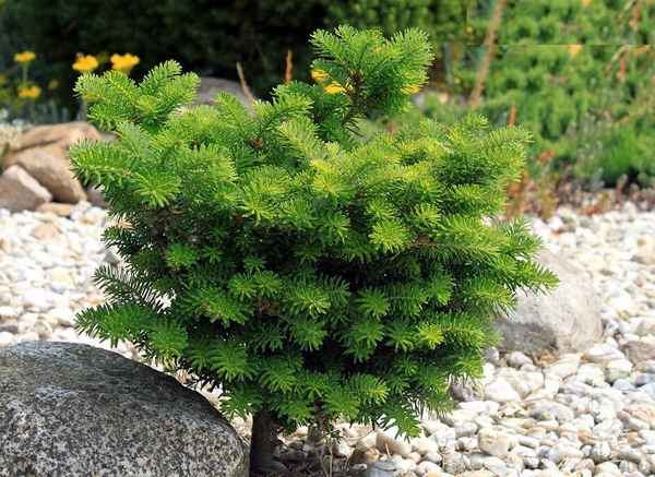 Описание пихты корейской Цис, её посадка и уход