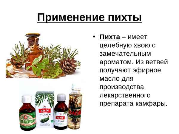 Польза и вред пихты