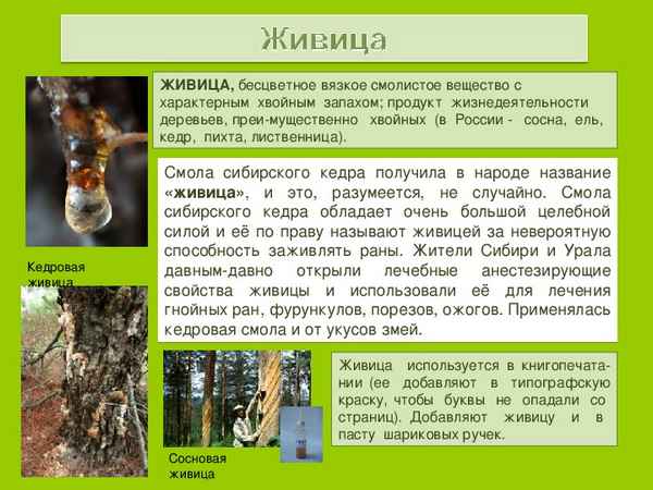 Полезные свойства и применение сосновой смолы