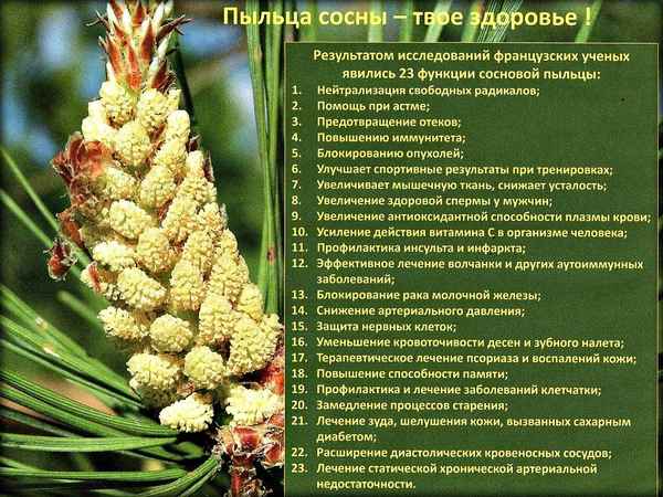 Полезные свойства сосновой пыльцы