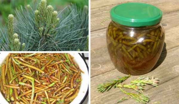 Лечебные свойства побегов сосны, рецепты лекарств из них