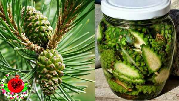 Лечение инсульта сосновыми шишками