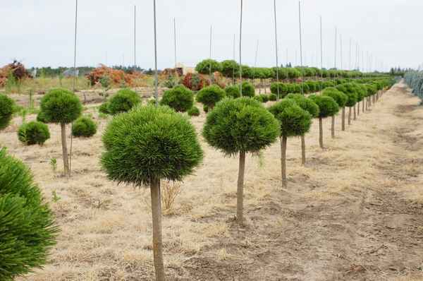 Описание и применение штамбовой сосны