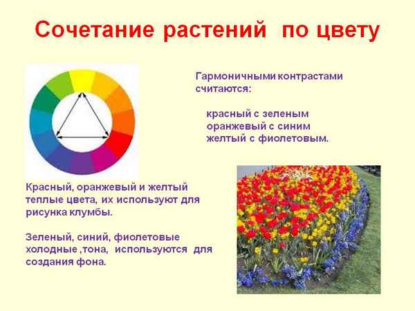 Гармоничная клумба: значение цветов и их сочетание в цветнике