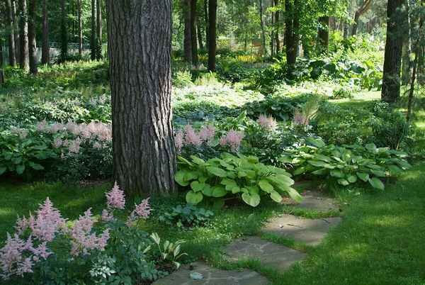 Какие растения могут расти под соснами