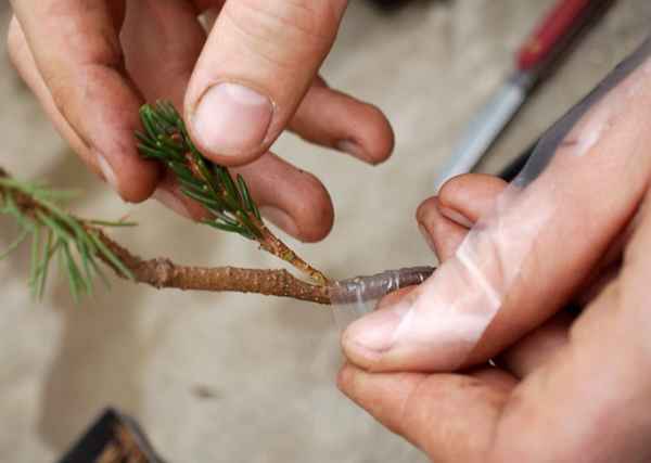 Как размножить сосну: черенками, шишками или прививкой