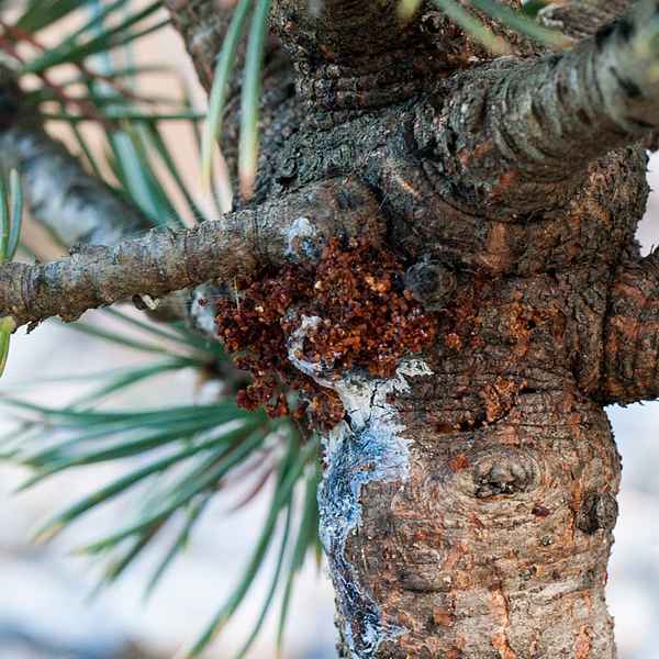 Профилактика, лечение болезней и вредителей сосен