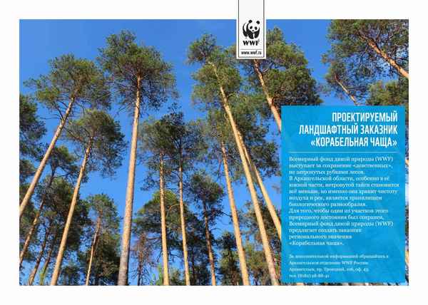 Описание и особенности корабельных сосен