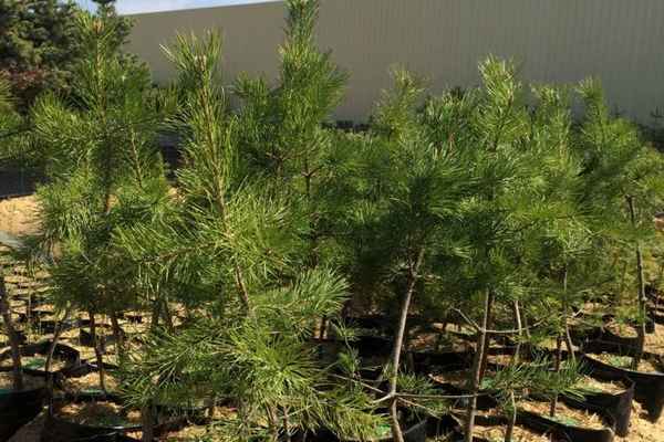 Описание сосны крымской, посадка и уход за ней