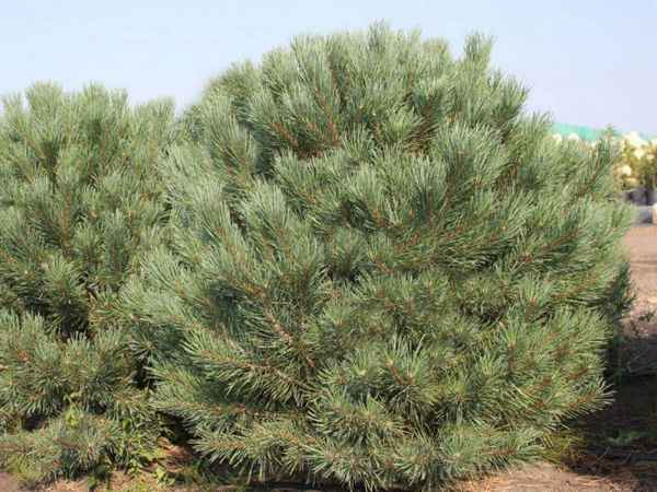 Свойства сосны Ватерери