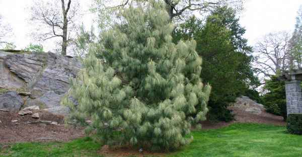 Описание сосны гималайской, посадка и уход за ней