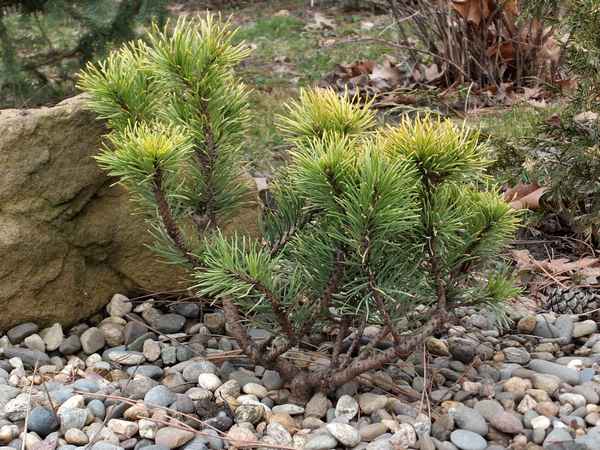 Описание сосны горной Офир, её посадка и уход