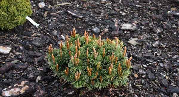 Описание сосны горной Хампи, её посадка и уход