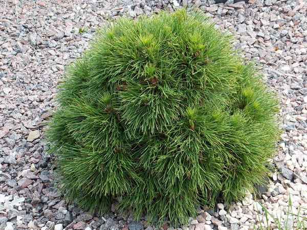 Описание сосны горной Варелла, её посадка и уход