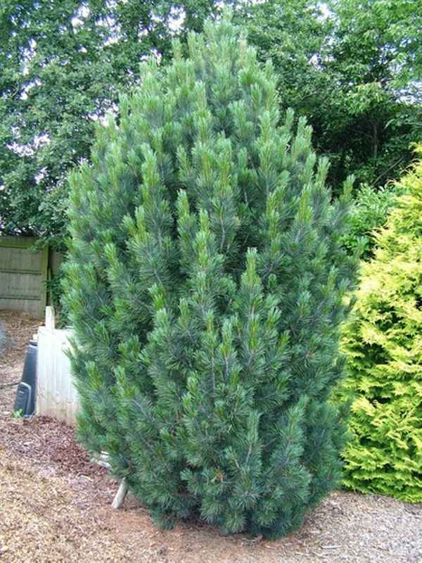 Сосна кедровая Глаука, её описание, посадка и уход