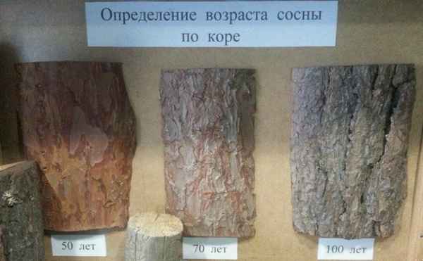 Определение возраста сосны по кольцам и другим признакам