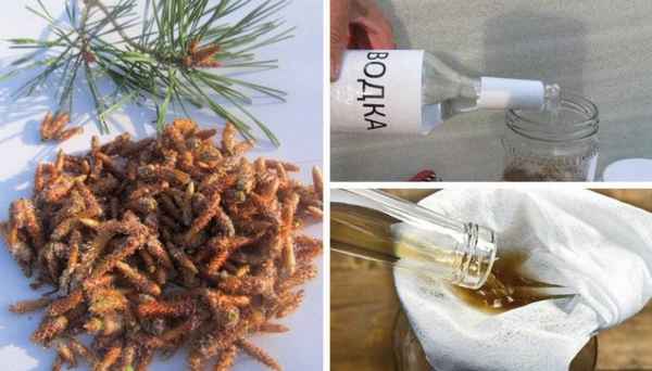 Свойства настойки из сосновых почек на водке