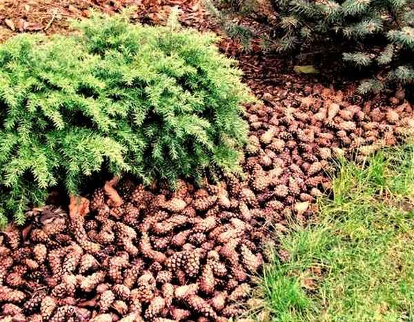 Мульча из шишек сосны своими руками