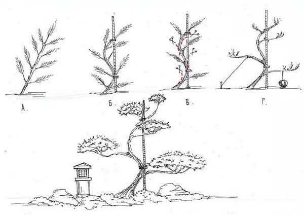 Обрезка сосны в стиле ниваки