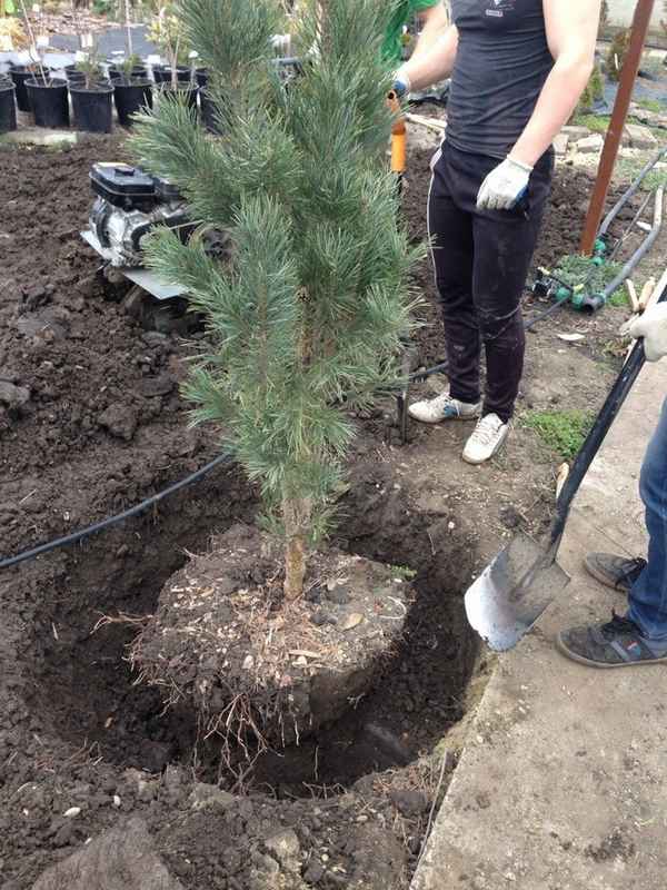 Как правильно пересадить сосну на участок