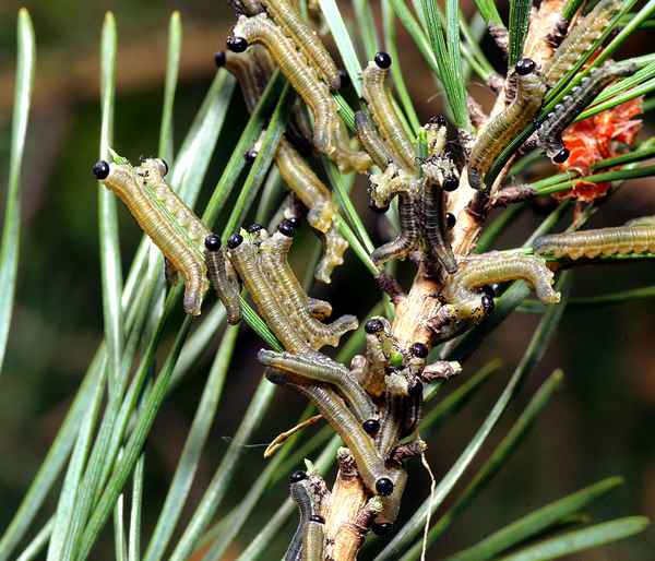 Вредители сосны в виде гусениц