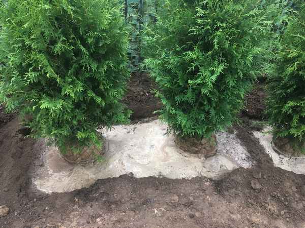 Посадка и уход за туей в Подмосковье