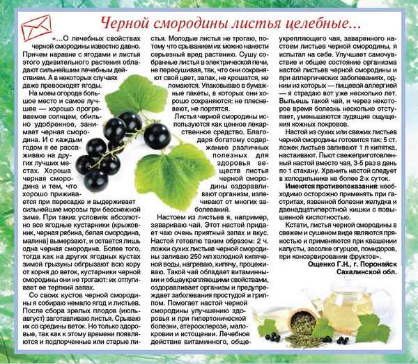 Польза и вред листьев чёрной смородины