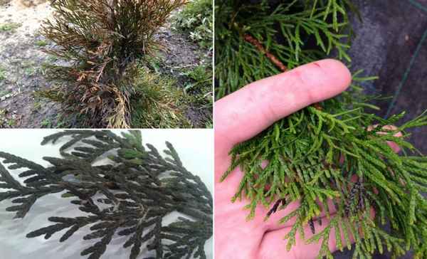 Почему туя чернеет: какие болезни и как их лечить