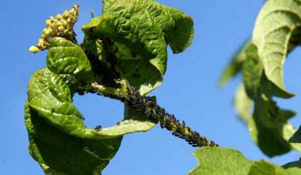 Тля на калине: методы борьбы