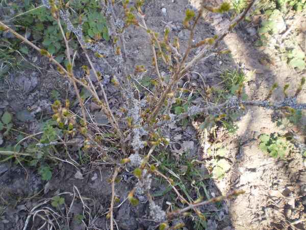 Как бороться с лишайником и мхом на крыжовнике