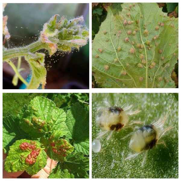 Как бороться с паутинным клещом на смородине