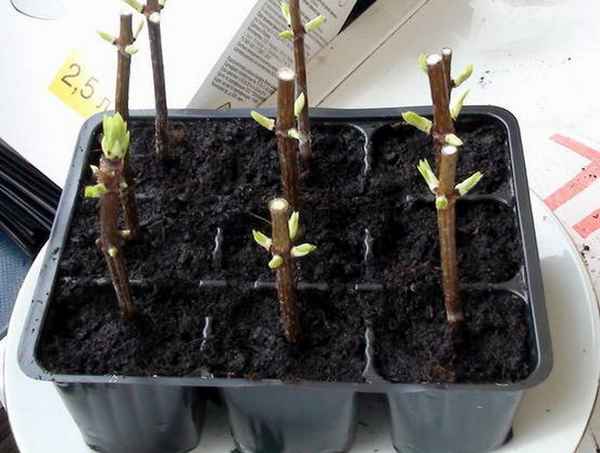 Черенкование гортензии метельчатой