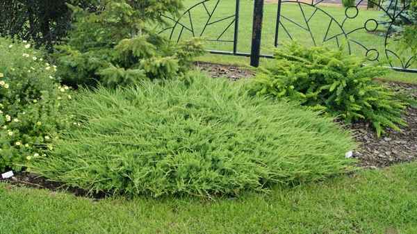 Описание можжевельника Аркадия, посадка и уход