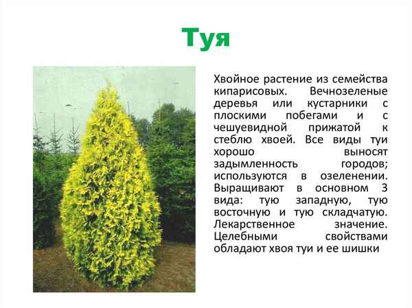 Что такое туя, описание растения