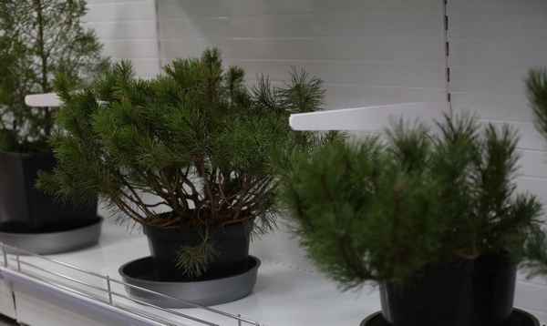Выращивание комнатной декоративной сосны в горшке
