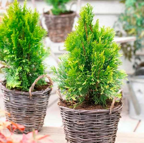 Выращивание туи дома в горшке