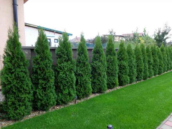 Как сажать тую Смарагд для живой изгороди