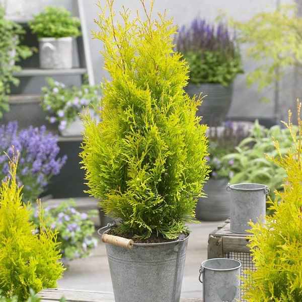 Туя западная Санни Смарагд