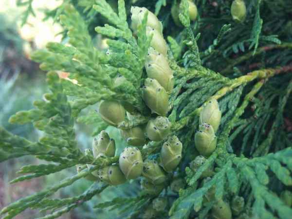 Что делать, если на туе появляются шишки