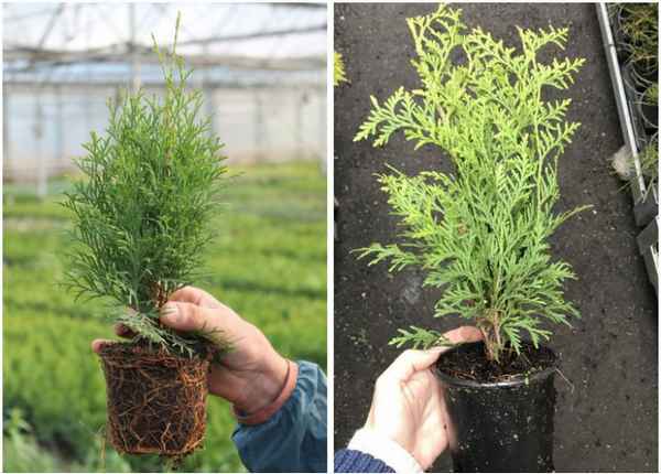Пересадка туи в разные времена года: что нужно знать для этого