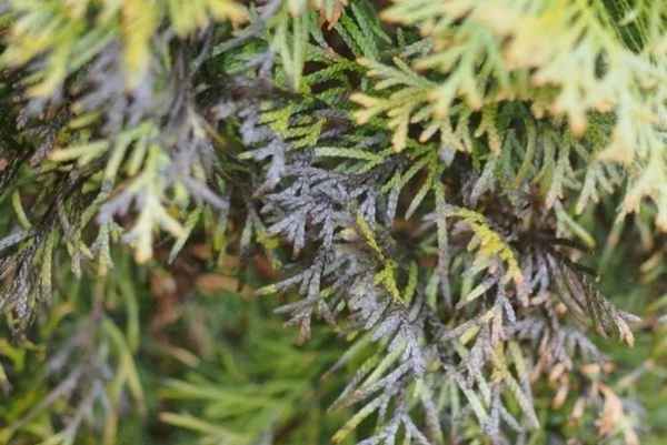 Лечение болезней и борьба с вредителями туи