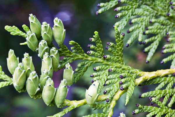 Цветение туи: особенности и влияние на декоративность дерева