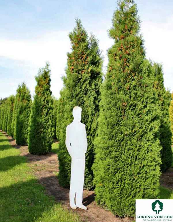 Описание туи западной Колумна и её использование в ландшафтном дизайне