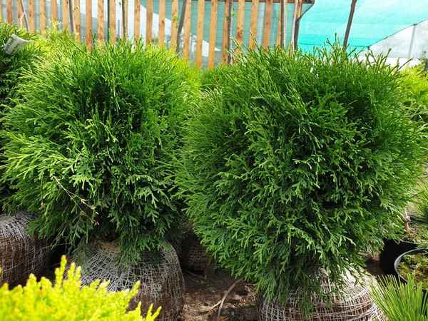 Выращивание и применение туи Тини Тим