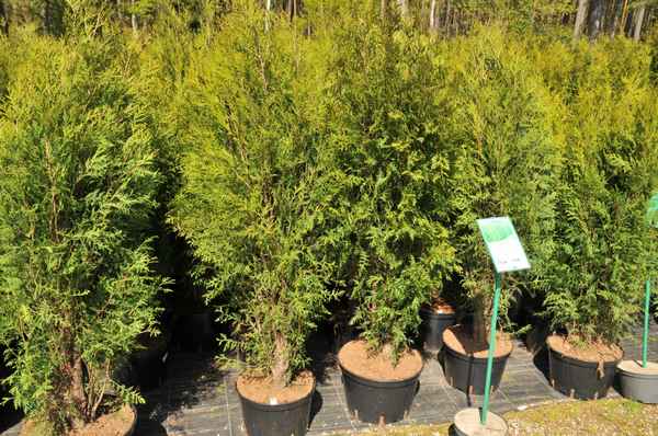 Описание туи западной Вагнери, посадка и уход за ней