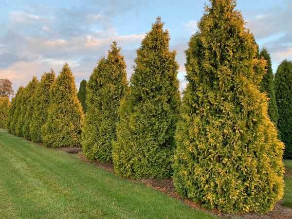 Туя западная Санкист: её описание и применение