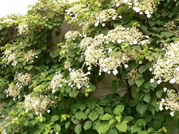 Описание и правила выращивания вьющейся гортензии Петиоларис