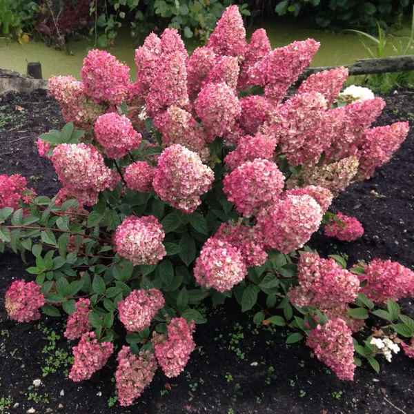 Всё о гортензии Сандей Фрайз