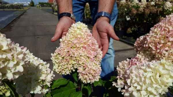 Описание и особенности гортензии сорта Литл Фрайз